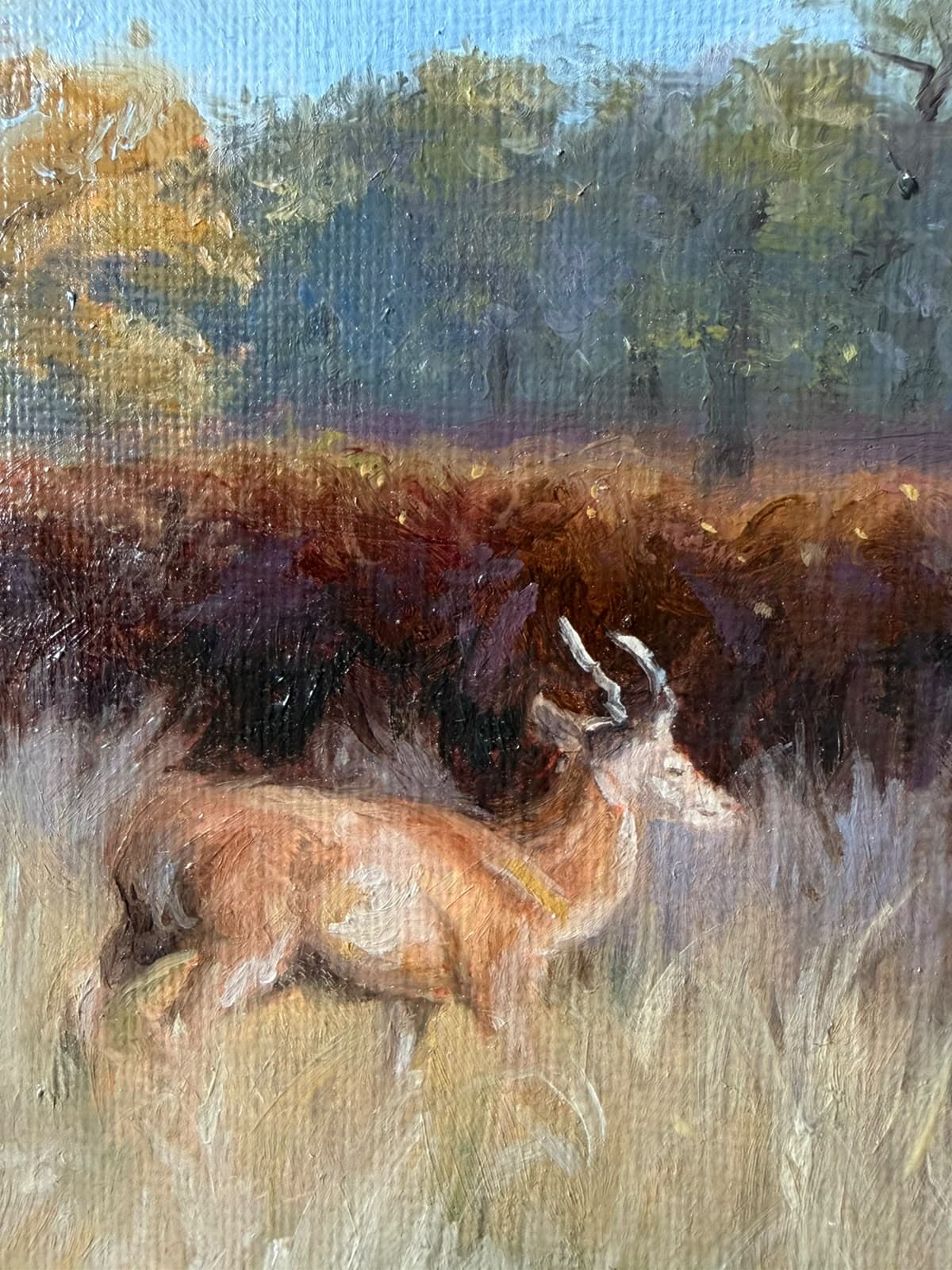 Deers in the Wild - Görsel 2