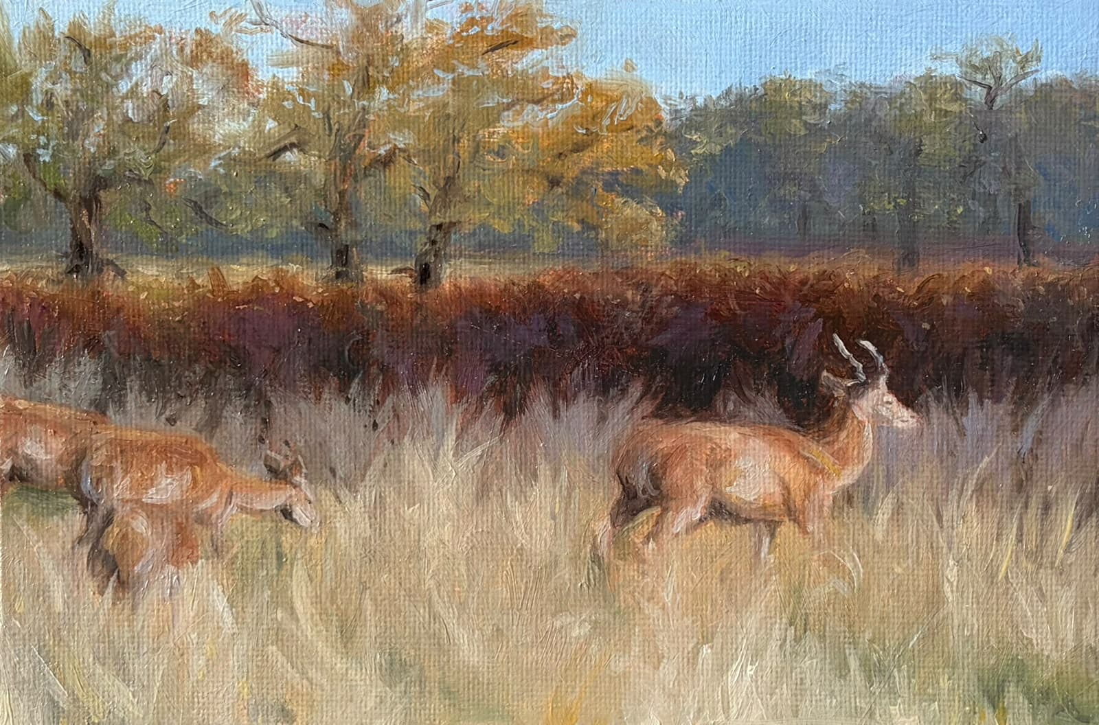 Deers in the Wild