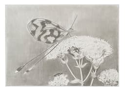 Uçurtma böceği - Görsel 1