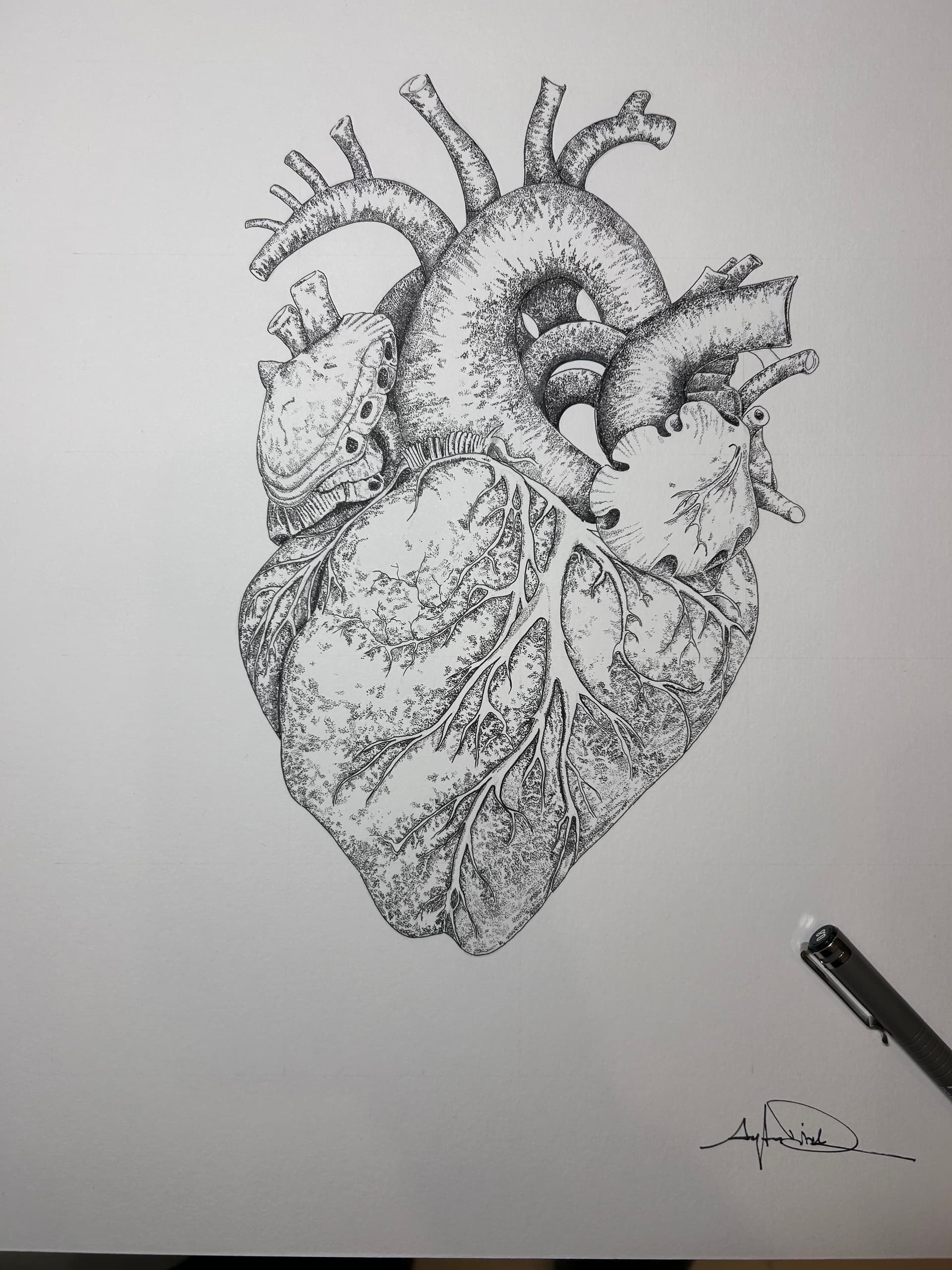 Anatomik Kalp - Görsel 2