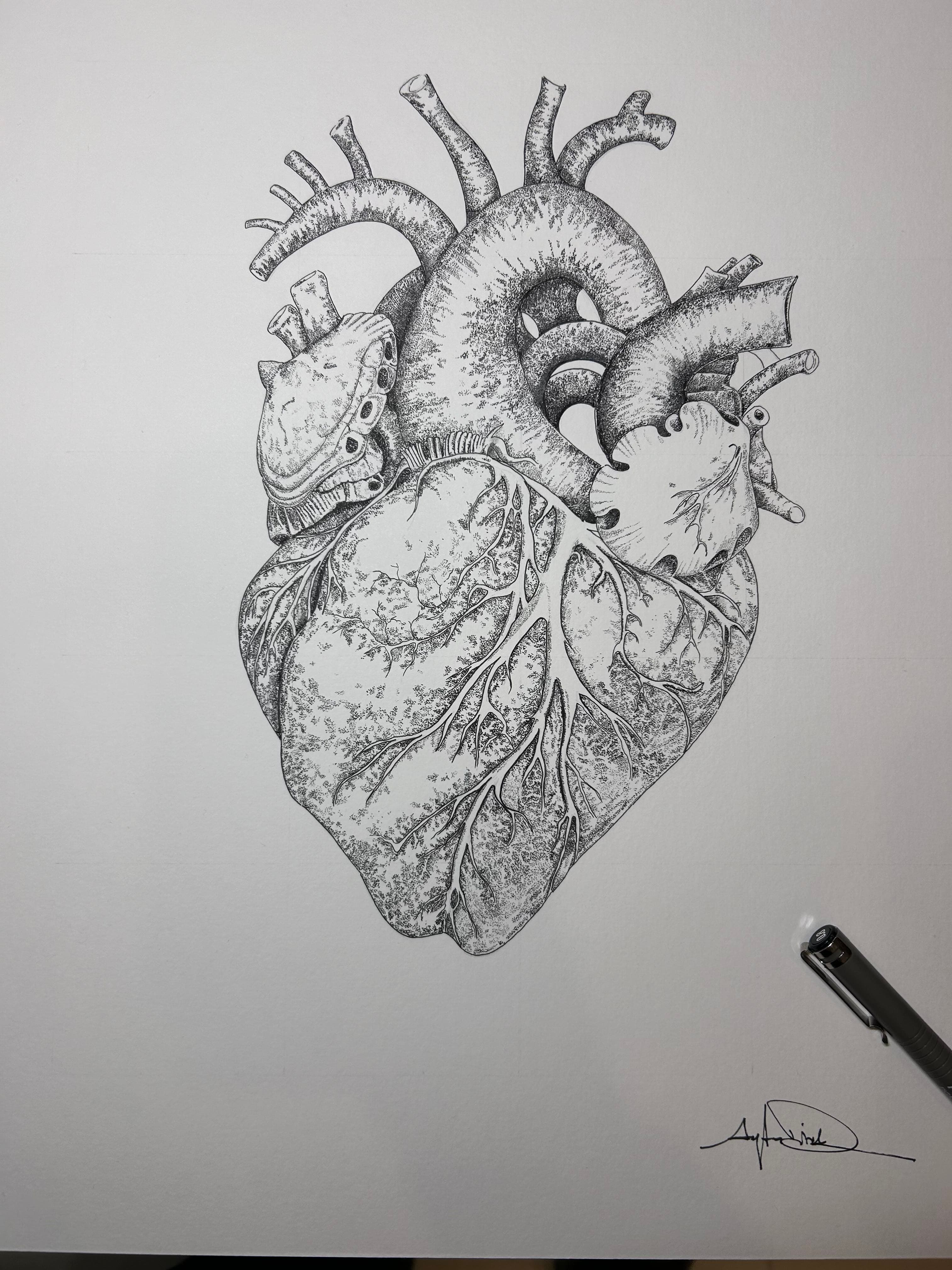 Anatomik Kalp - Görsel 2