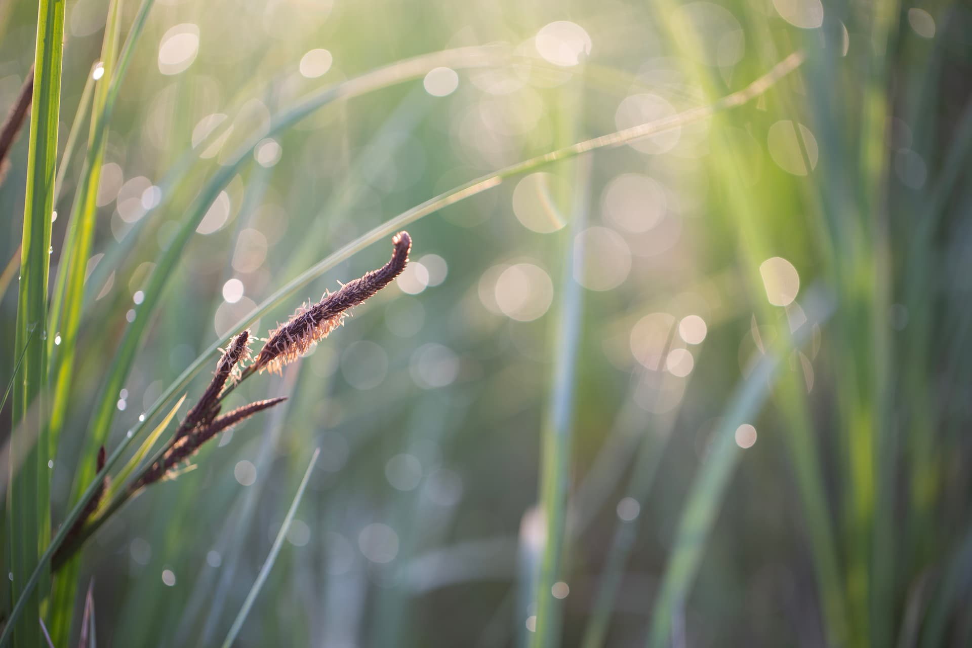 ışıltı - Görsel 1