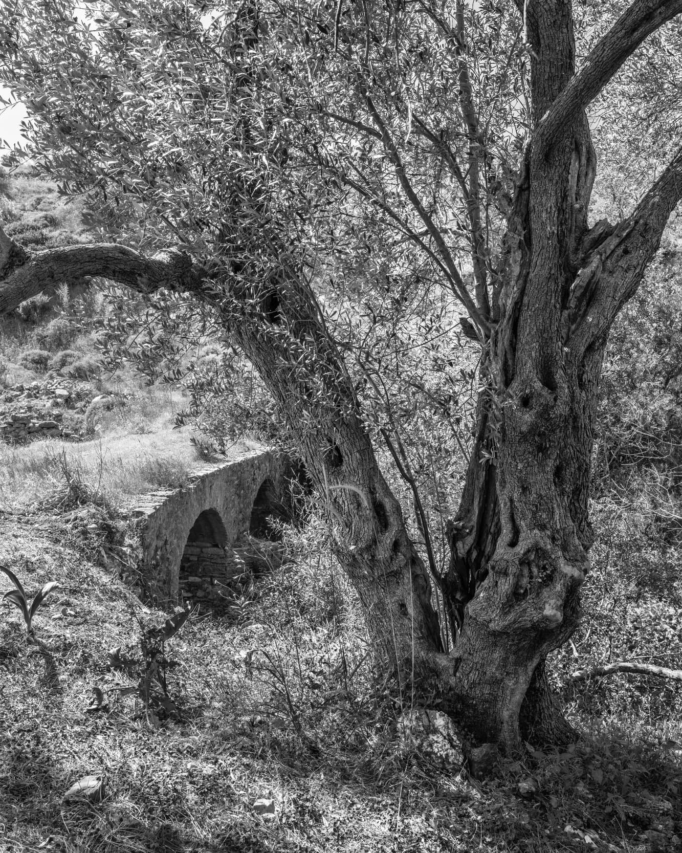 Zeytin Ağacı - 10 - Görsel 1