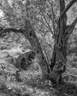 Zeytin Ağacı - 10 - Görsel 1