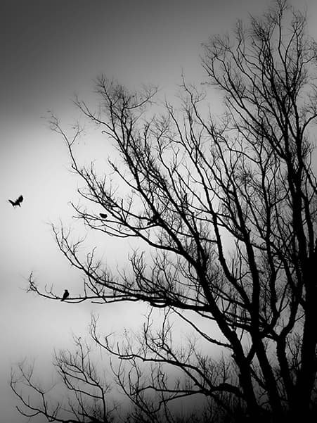 Alacakaranlık - Görsel 1