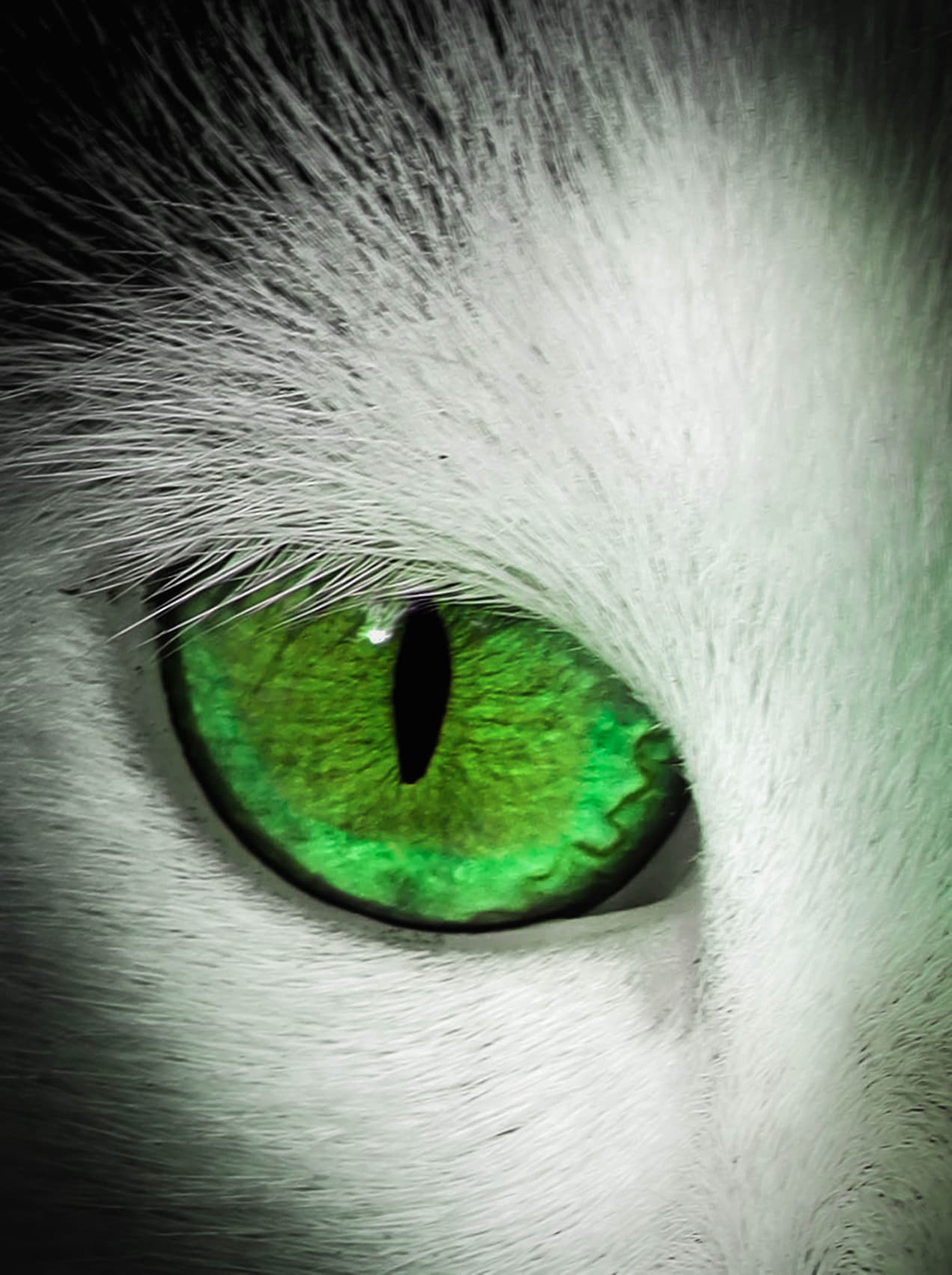 Vahşi sokak kedisi - Görsel 1