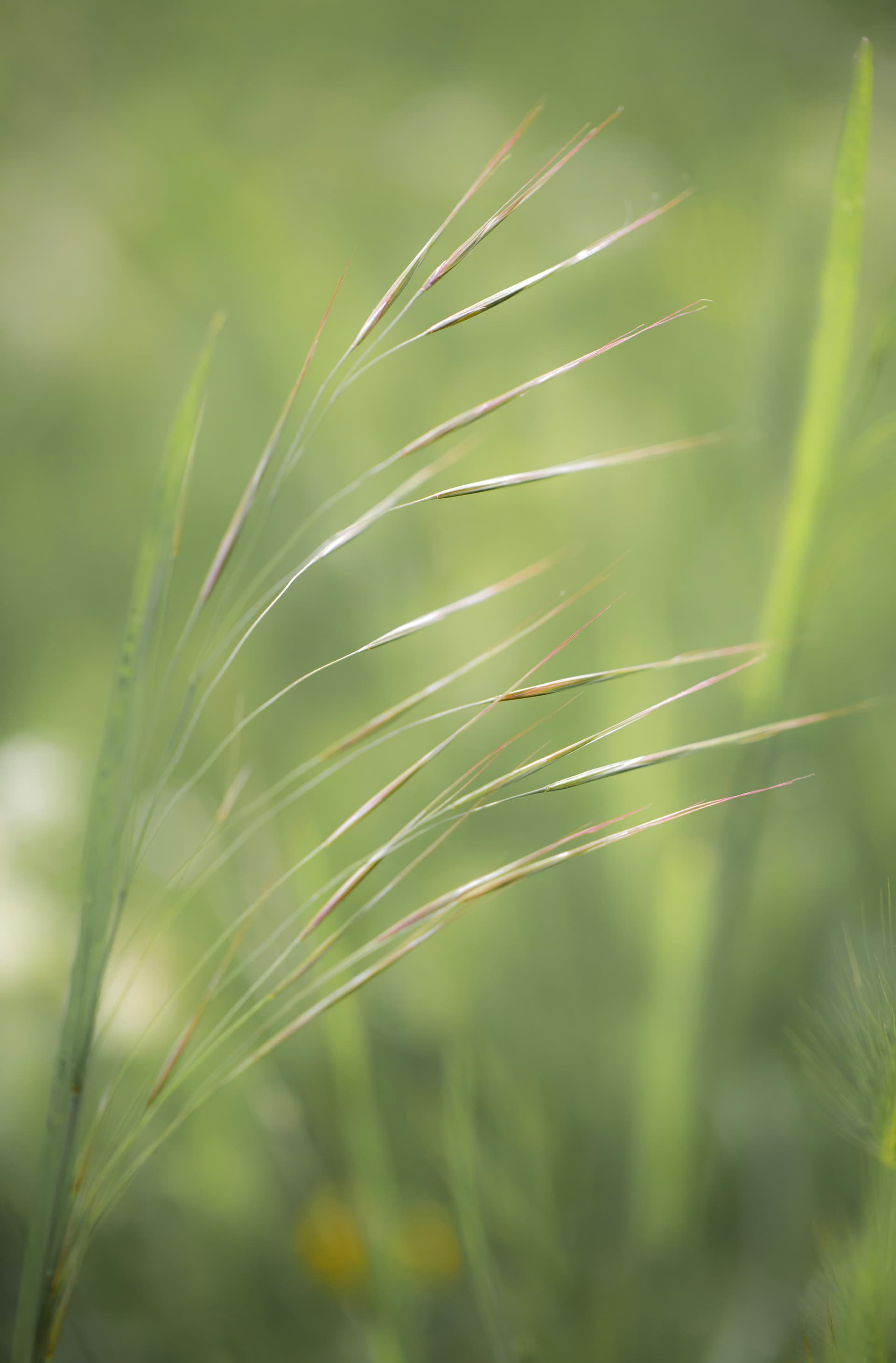 yeşile dalmak - Görsel 1