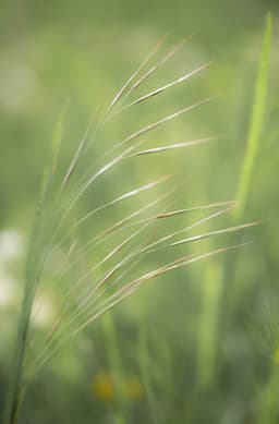 yeşile dalmak - Görsel 1