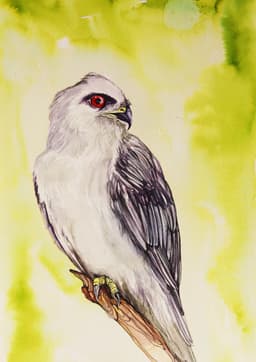 HAWK - Görsel 4