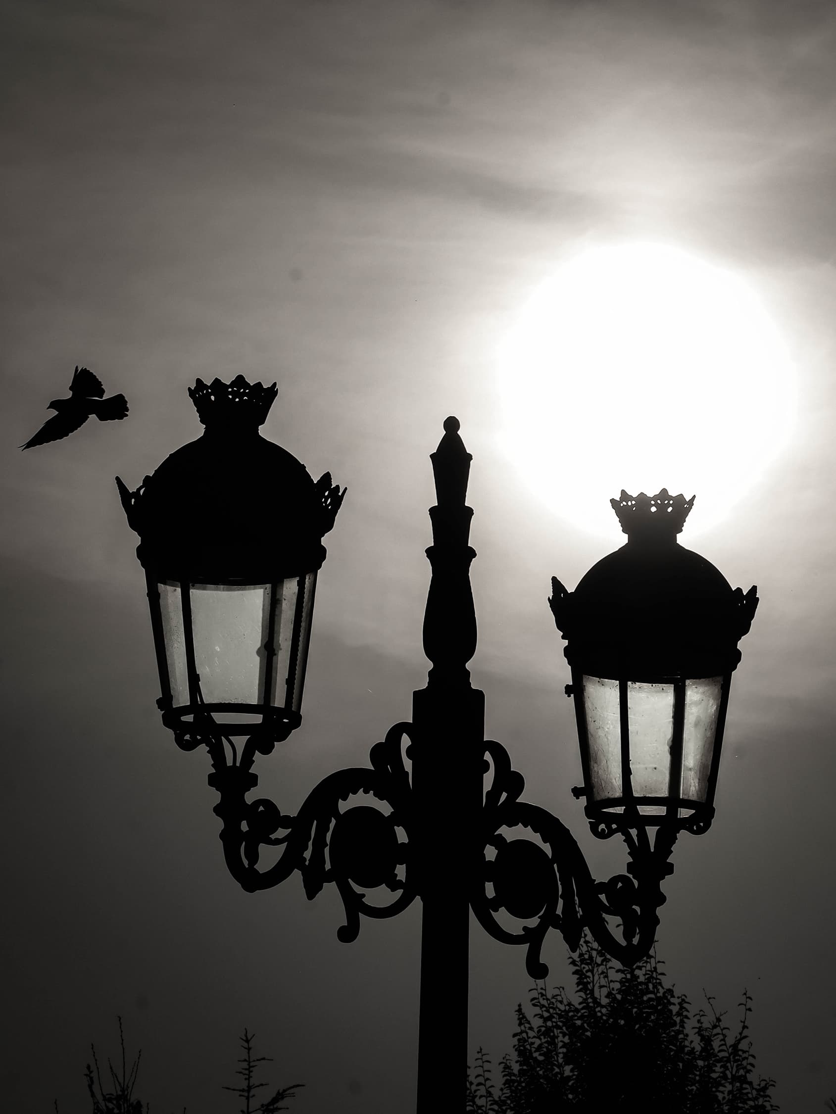 Güneşe karşı - Görsel 1