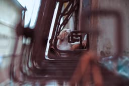 Fibonacci Cat - Görsel 1