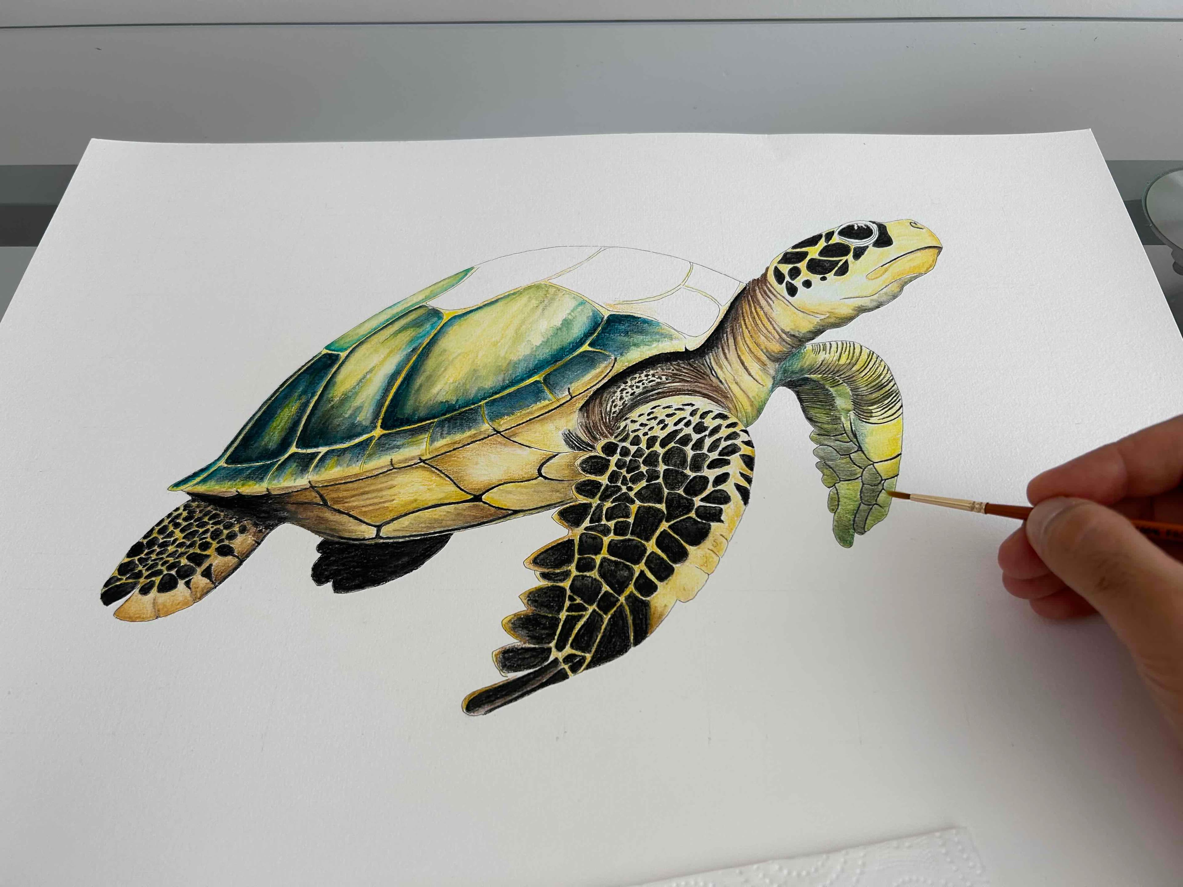 Caretta - Görsel 3