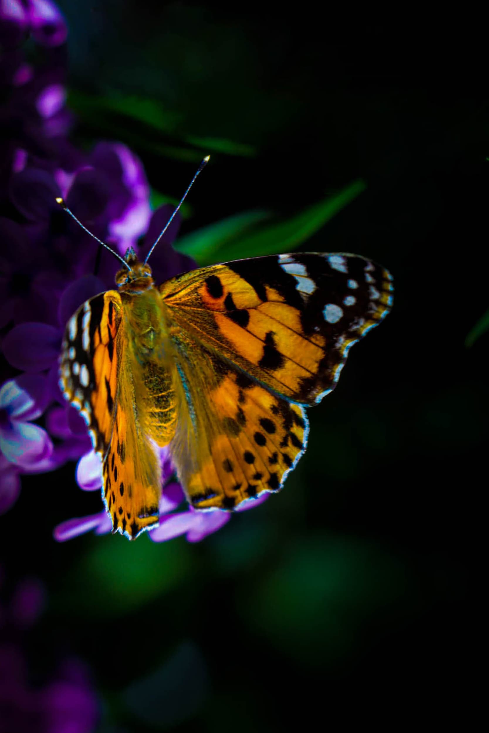 uçuşan renkler - Görsel 1