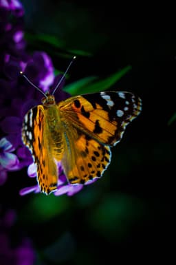 uçuşan renkler - Görsel 1