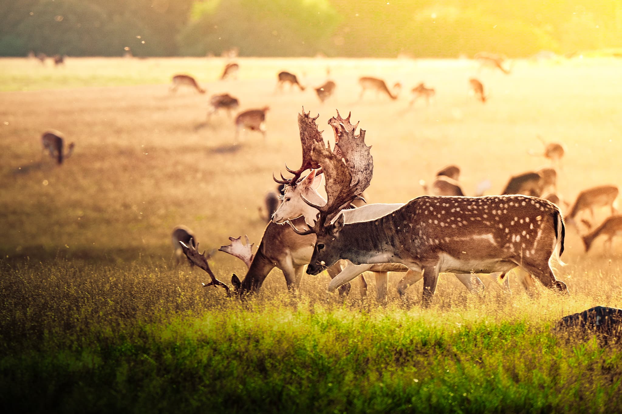 Deers