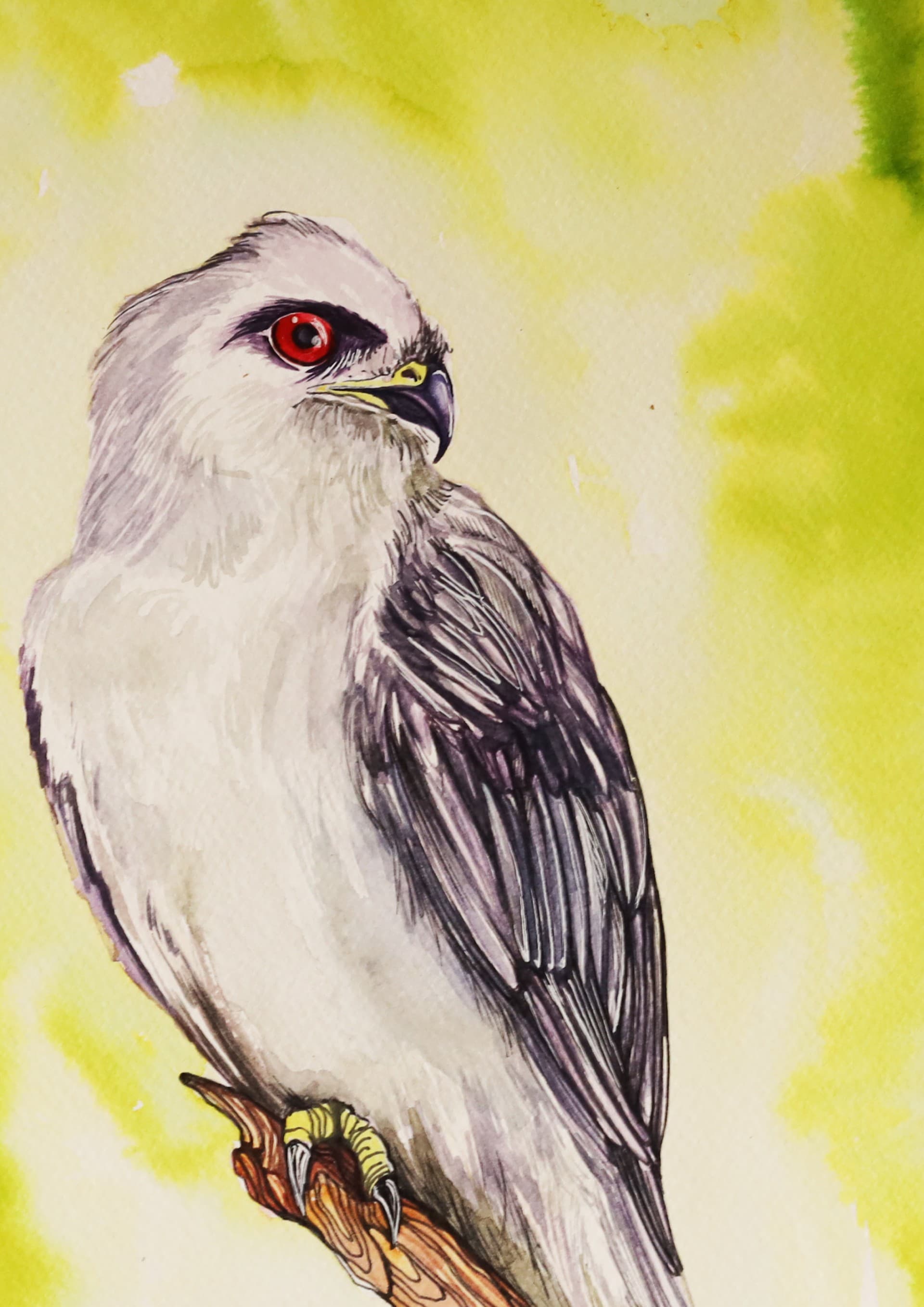 HAWK