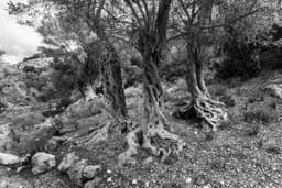 Zeytin Ağacı -1 - Görsel 1