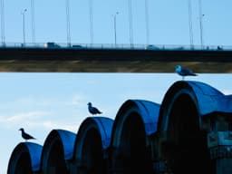 Yaşam Ritmi - Görsel 1