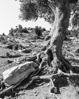 Zeytin Ağacı - 7 - Görsel 1