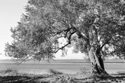 Zeytin Ağacı - 5 - Görsel 1