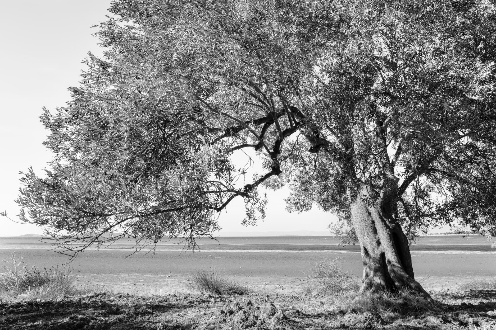 Zeytin Ağacı - 5