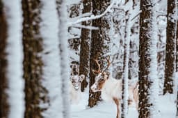 Soğuk Bakışlar - Görsel 1