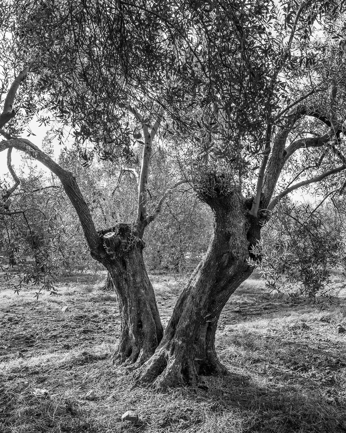 Zeytin Ağacı - 8