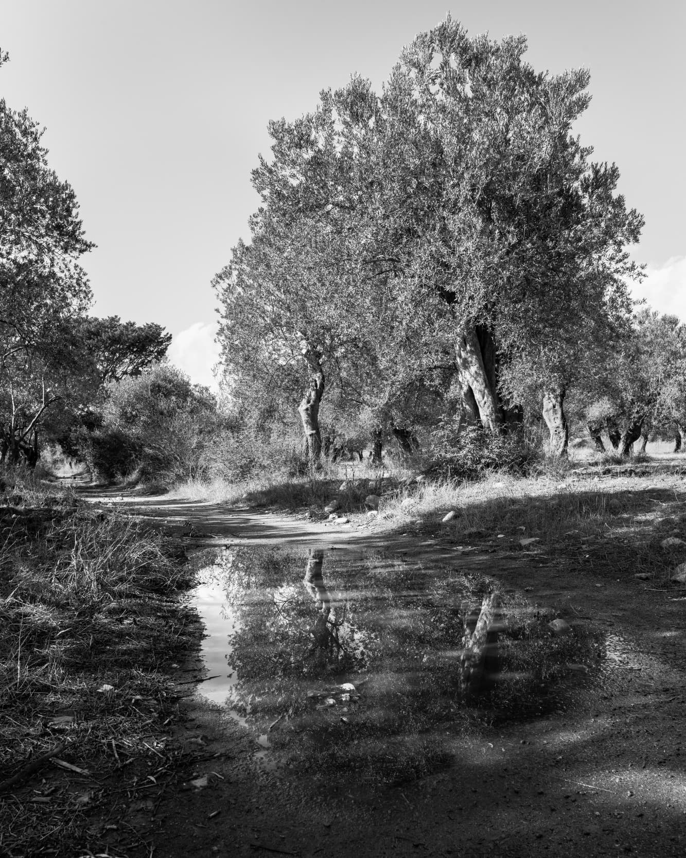 Zeytin Ağacı -2