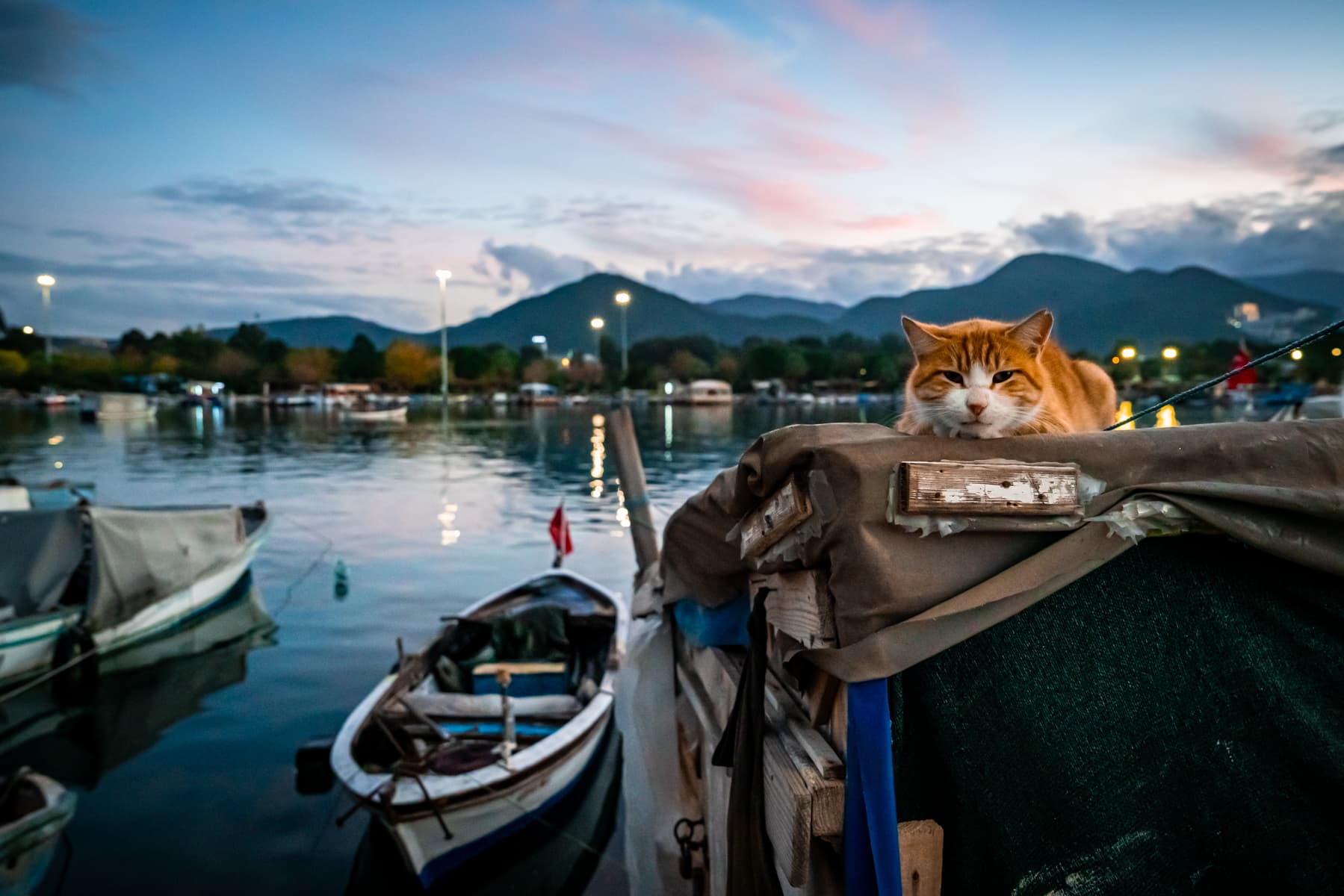 Barınak - Görsel 1