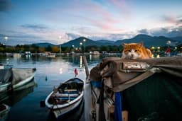 Barınak - Görsel 1