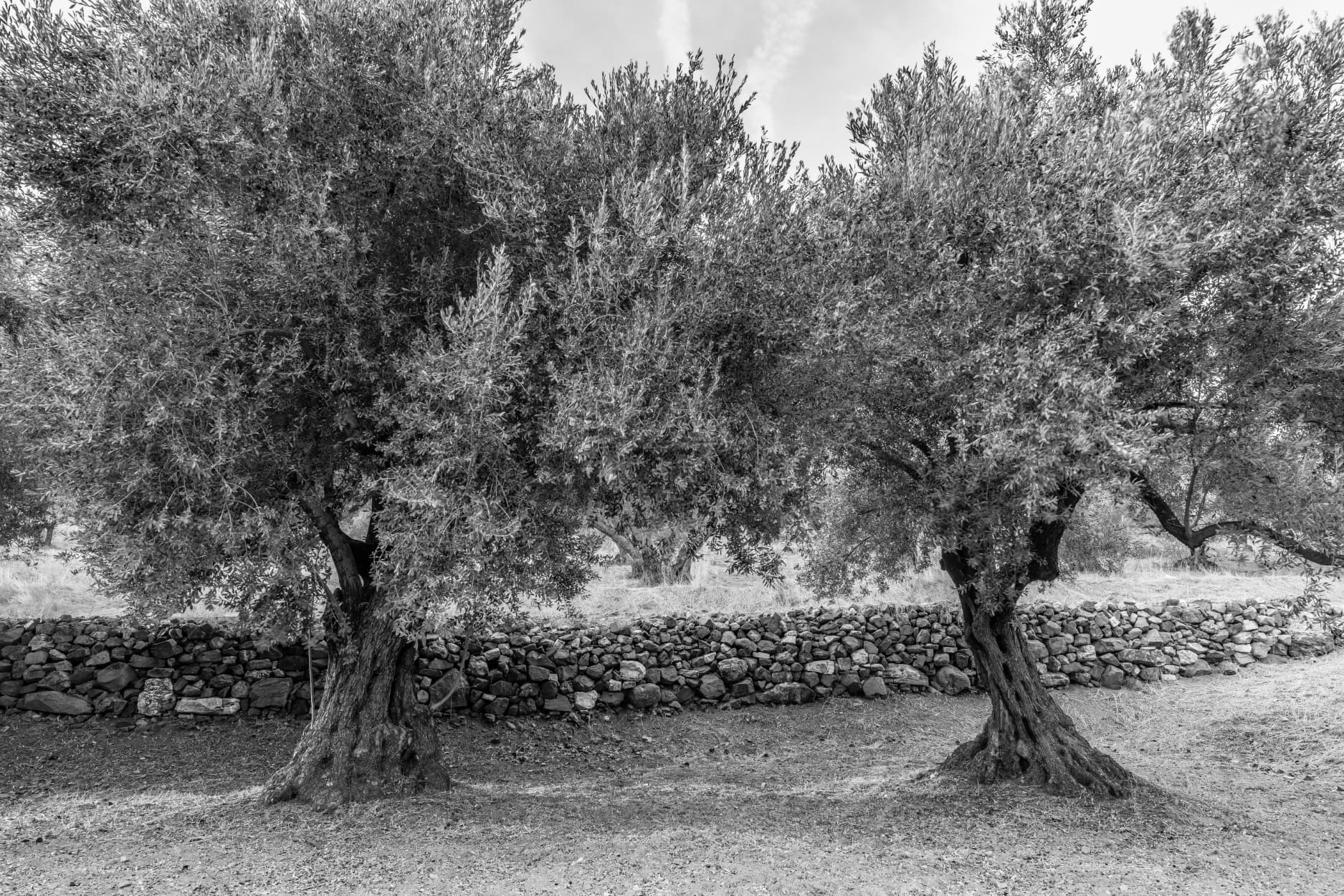 Zeytin Ağacı - 3