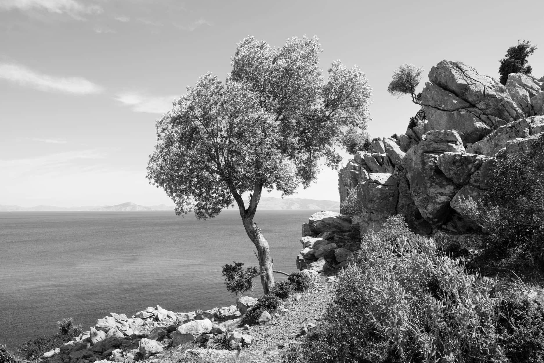Zeytin Ağacı - 6