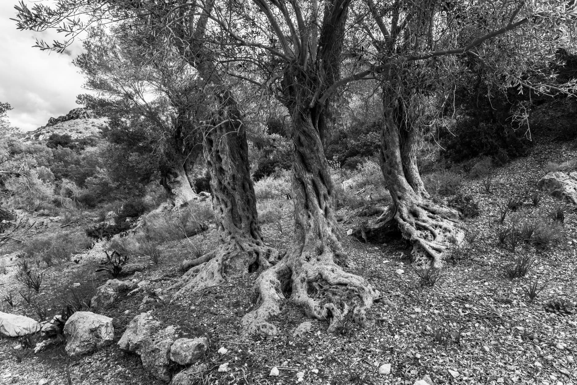 Zeytin Ağacı -1