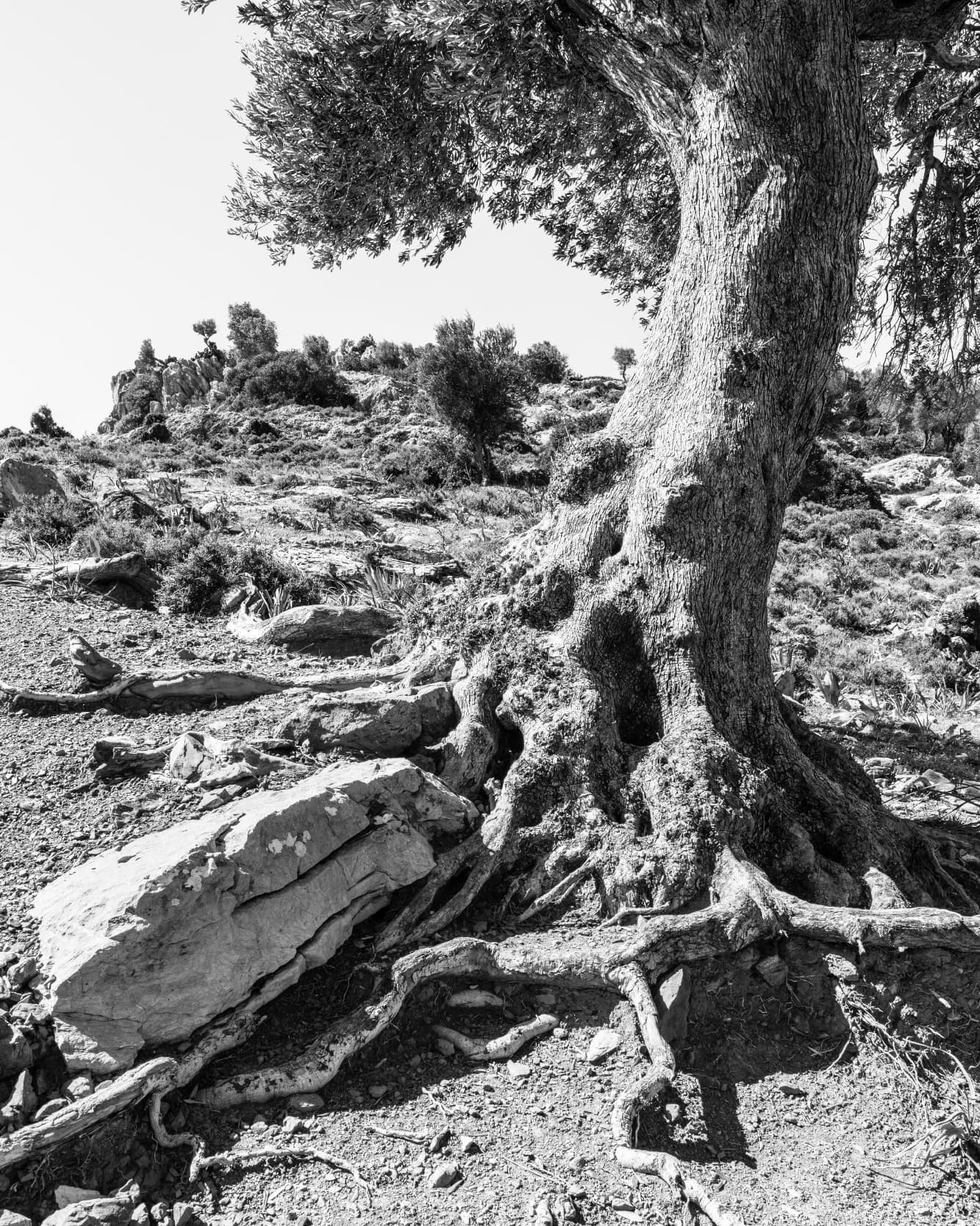 Zeytin Ağacı - 7