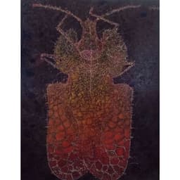 Dantel Böceği - Görsel 1