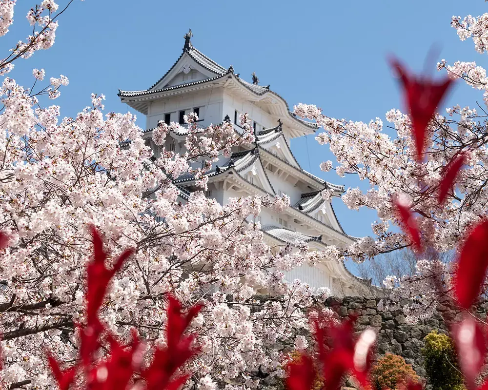 japon kiraz çiçeği hakkında